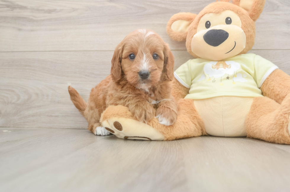 7 week old Mini Goldendoodle Puppy For Sale - Simply Southern Pups