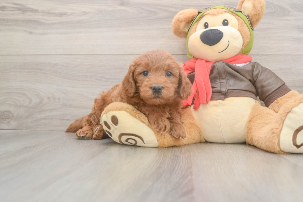 Small Mini Goldendoodle Baby