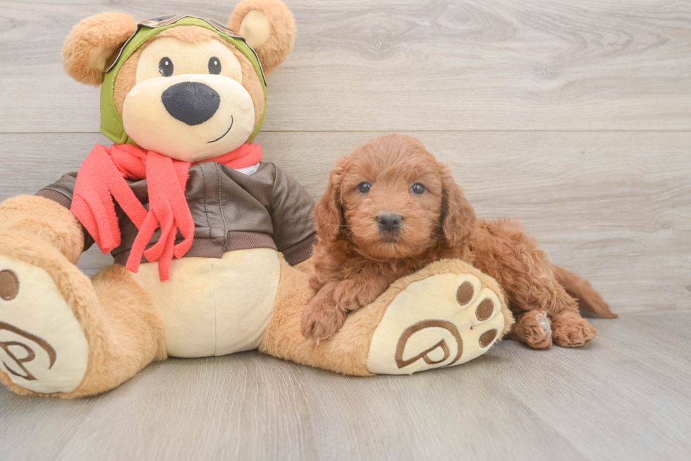 Best Mini Goldendoodle Baby