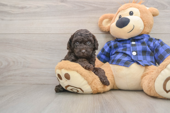 Mini Goldendoodle Puppy for Adoption