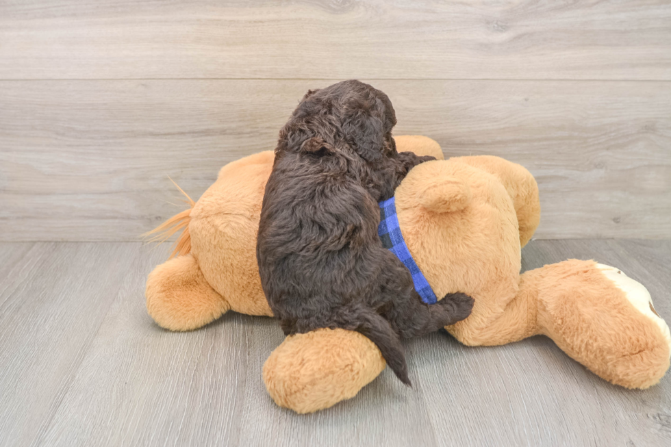 Mini Goldendoodle Puppy for Adoption