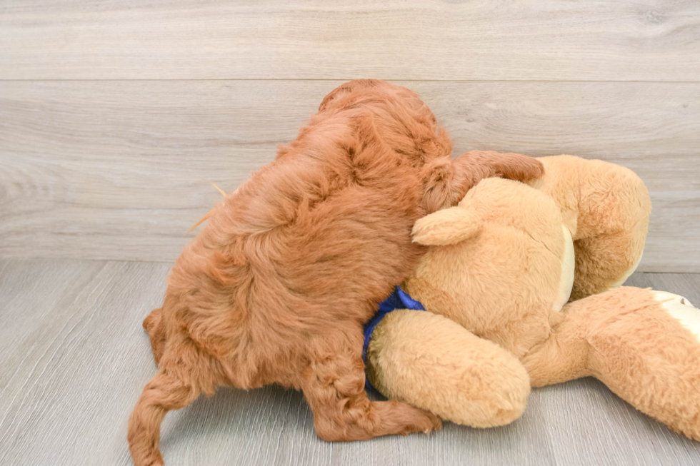 Small Mini Goldendoodle Baby