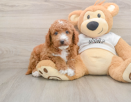 6 week old Mini Goldendoodle Puppy For Sale - Simply Southern Pups