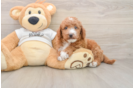 Cute Mini Goldendoodle Baby