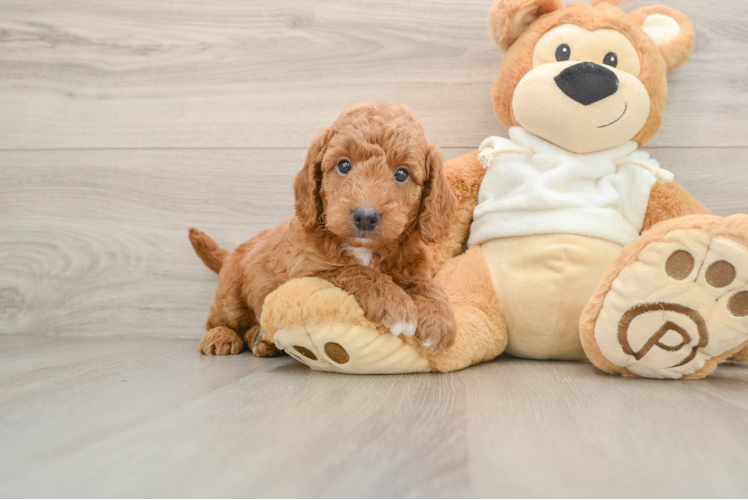 Petite Mini Goldendoodle Poodle Mix Pup