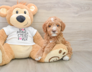 7 week old Mini Goldendoodle Puppy For Sale - Simply Southern Pups