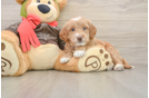 Popular Mini Goldendoodle Poodle Mix Pup