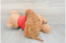 Small Mini Goldendoodle Baby