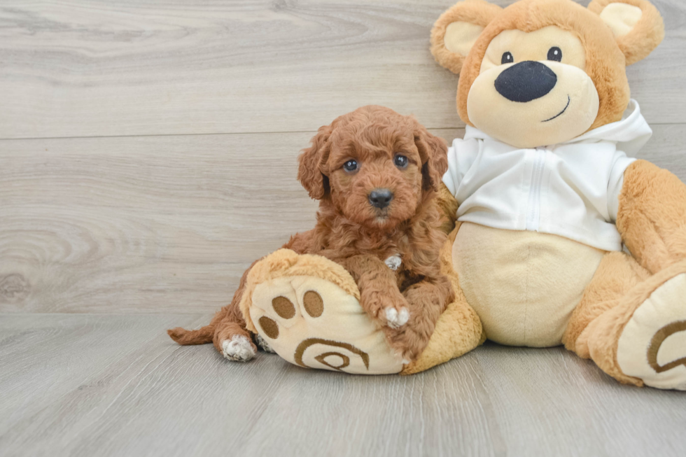 Happy Mini Goldendoodle Baby