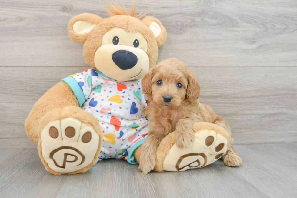 Mini Goldendoodle Puppy for Adoption