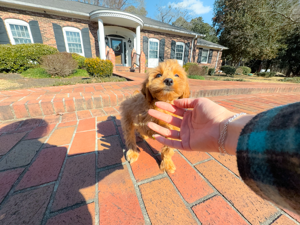 Cute Mini Goldenpoo Poodle Mix Puppy