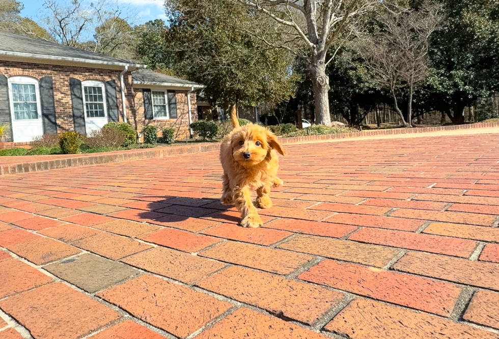 Cute Mini Goldendoodle Poodle Mix Pup