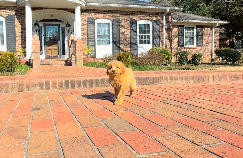 Cute Golden Retriever Poodle Mix Poodle Mix Puppy