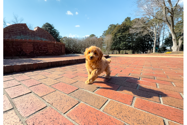 Cute Mini Goldendoodle Baby