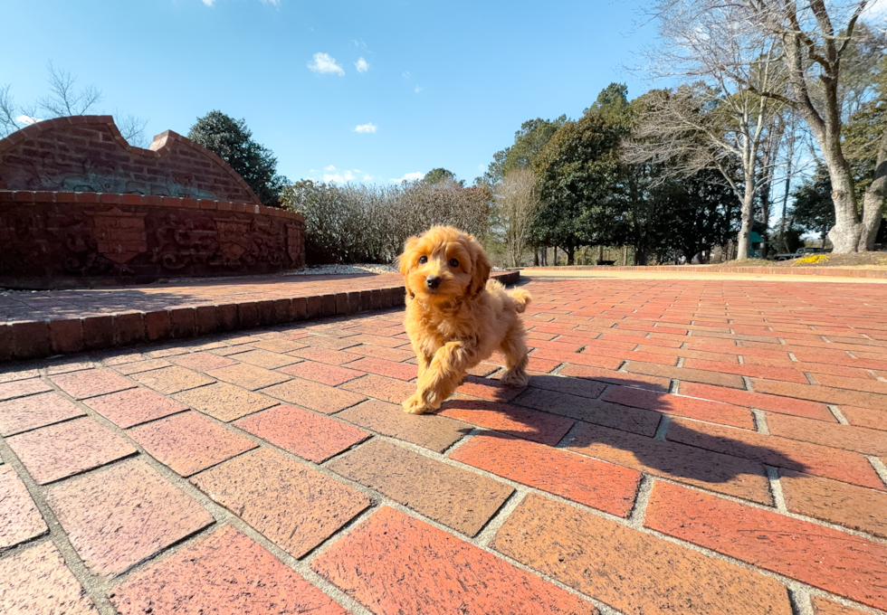 Cute Mini Goldendoodle Baby