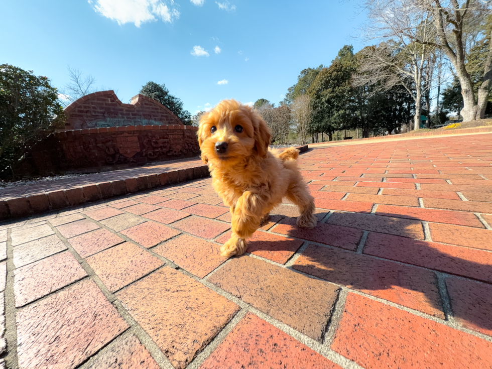 Cute Mini Goldendoodle Baby