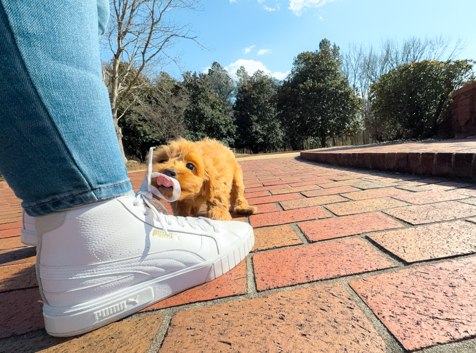 Mini Goldendoodle Puppy for Adoption