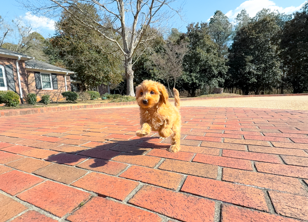 Cute Mini Goldendoodle Poodle Mix Pup