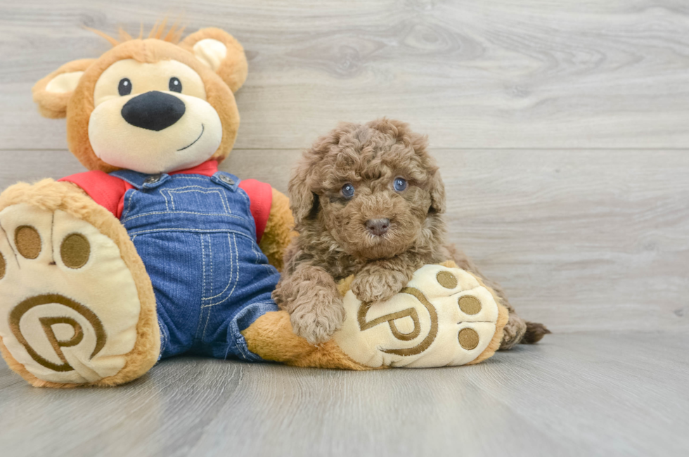 6 week old Mini Goldendoodle Puppy For Sale - Simply Southern Pups