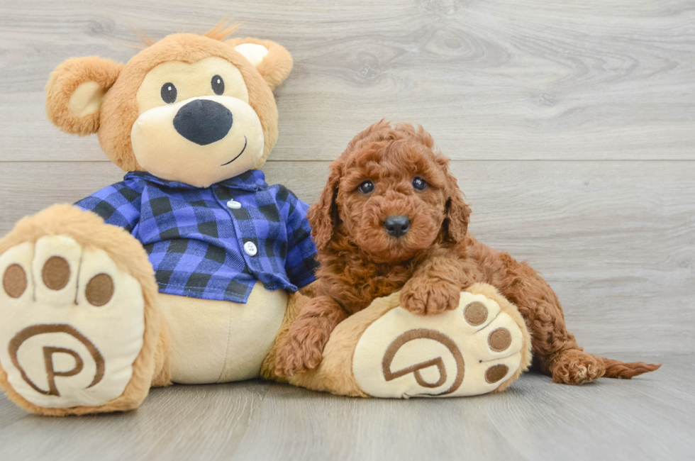 6 week old Mini Goldendoodle Puppy For Sale - Simply Southern Pups