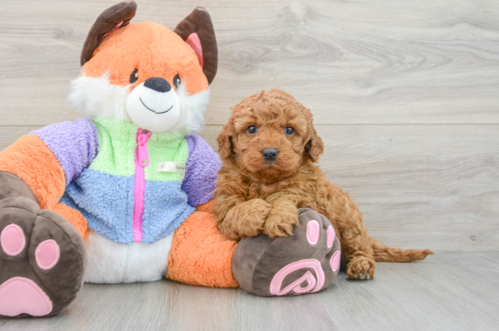 6 week old Mini Goldendoodle Puppy For Sale - Simply Southern Pups