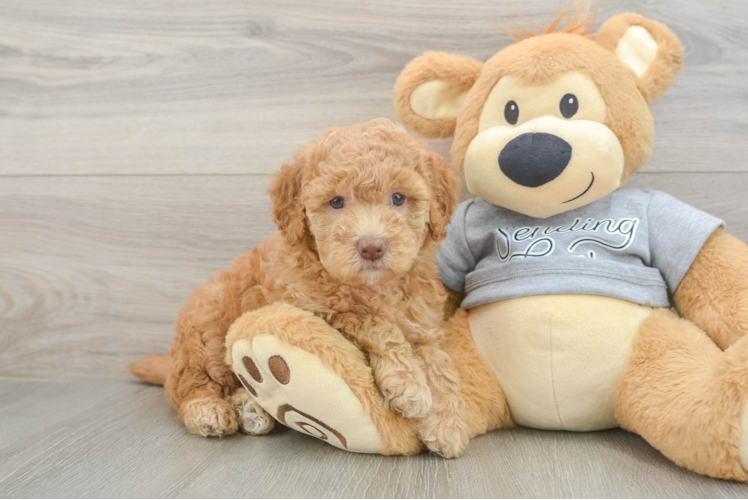 Popular Mini Goldendoodle Poodle Mix Pup