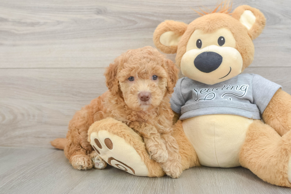 Popular Mini Goldendoodle Poodle Mix Pup