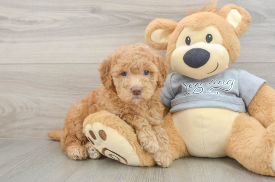 Popular Mini Goldendoodle Poodle Mix Pup