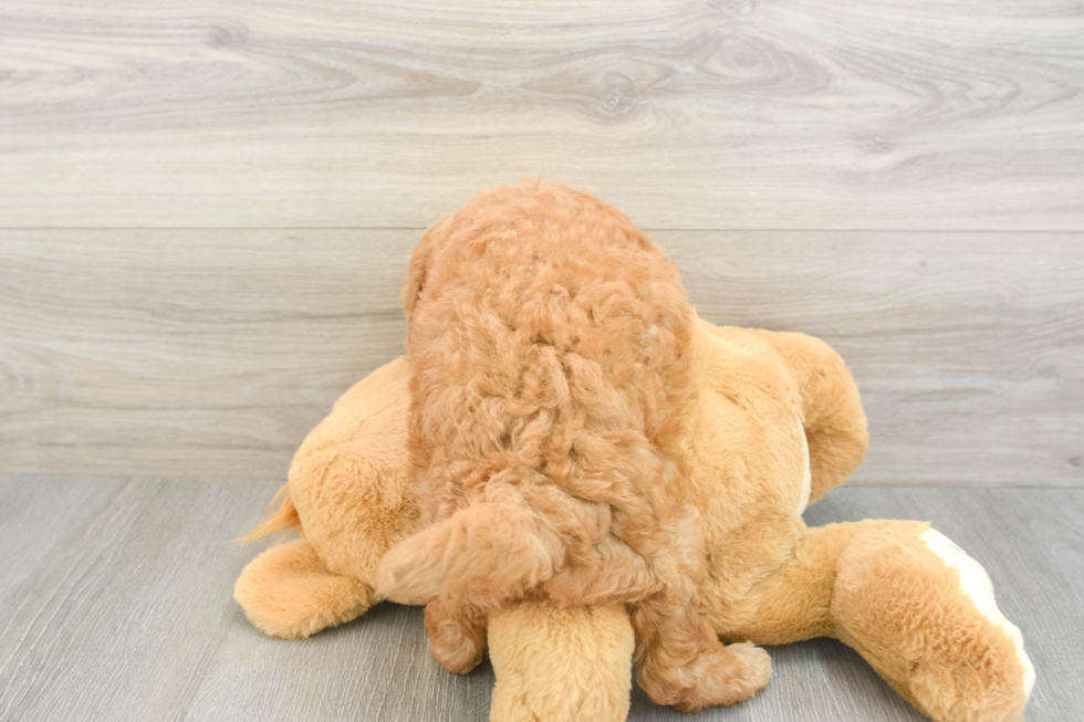 Hypoallergenic Mini Goldiepoo Poodle Mix Puppy