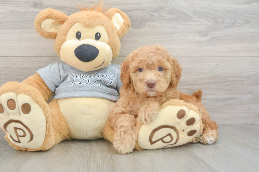 Hypoallergenic Mini Goldiepoo Poodle Mix Puppy