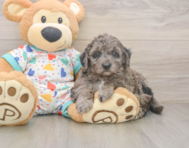 5 week old Mini Goldendoodle Puppy For Sale - Simply Southern Pups