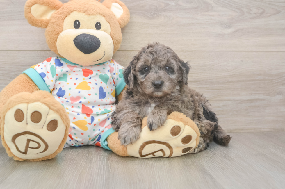 5 week old Mini Goldendoodle Puppy For Sale - Simply Southern Pups