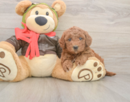 6 week old Mini Goldendoodle Puppy For Sale - Simply Southern Pups