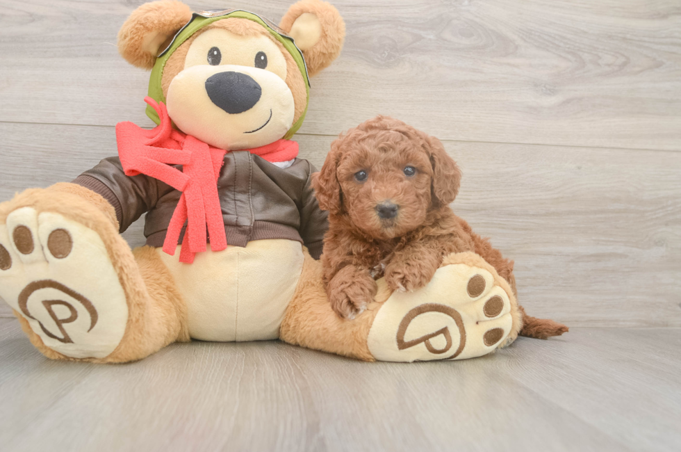 5 week old Mini Goldendoodle Puppy For Sale - Simply Southern Pups