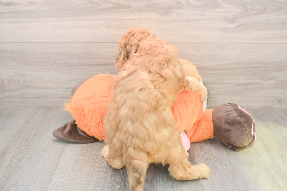 Sweet Mini Goldendoodle Baby