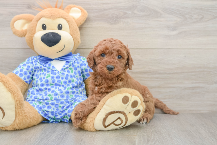 Popular Mini Goldendoodle Poodle Mix Pup