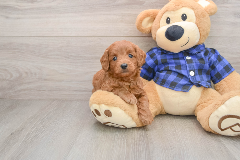 Playful Mini Groodle Poodle Mix Puppy