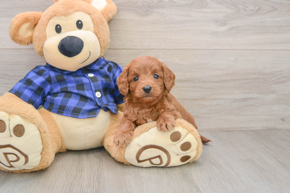 Best Mini Goldendoodle Baby