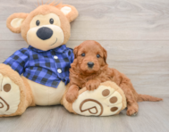 6 week old Mini Goldendoodle Puppy For Sale - Simply Southern Pups