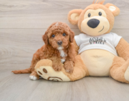 6 week old Mini Goldendoodle Puppy For Sale - Simply Southern Pups