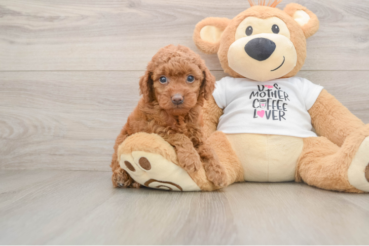 Adorable Golden Retriever Poodle Mix Poodle Mix Puppy