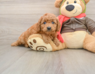 8 week old Mini Goldendoodle Puppy For Sale - Simply Southern Pups