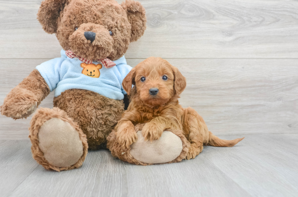 5 week old Mini Goldendoodle Puppy For Sale - Simply Southern Pups