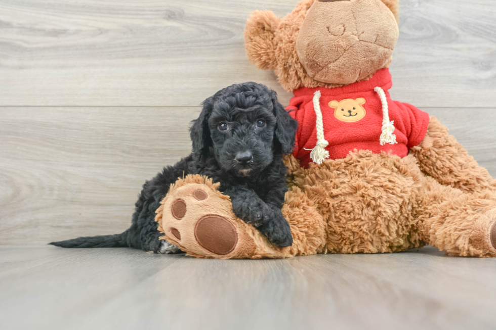 Mini Goldendoodle Puppy for Adoption