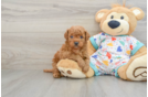 Friendly Mini Goldendoodle Baby