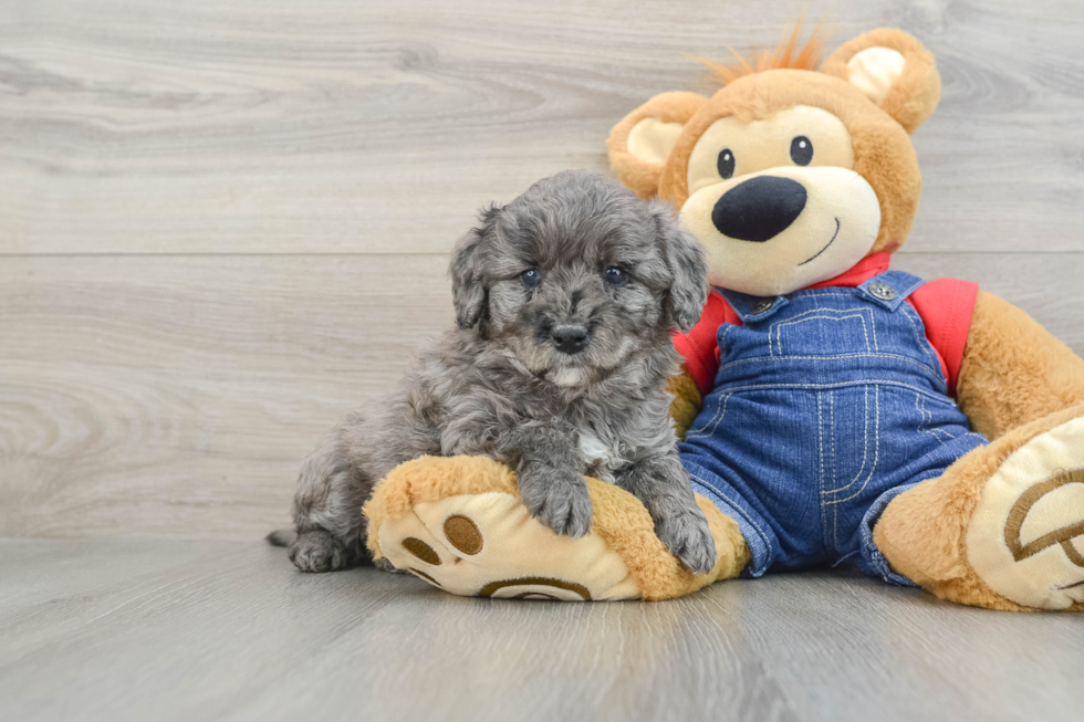 Best Mini Goldendoodle Baby