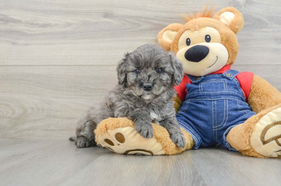 6 week old Mini Goldendoodle Puppy For Sale - Simply Southern Pups