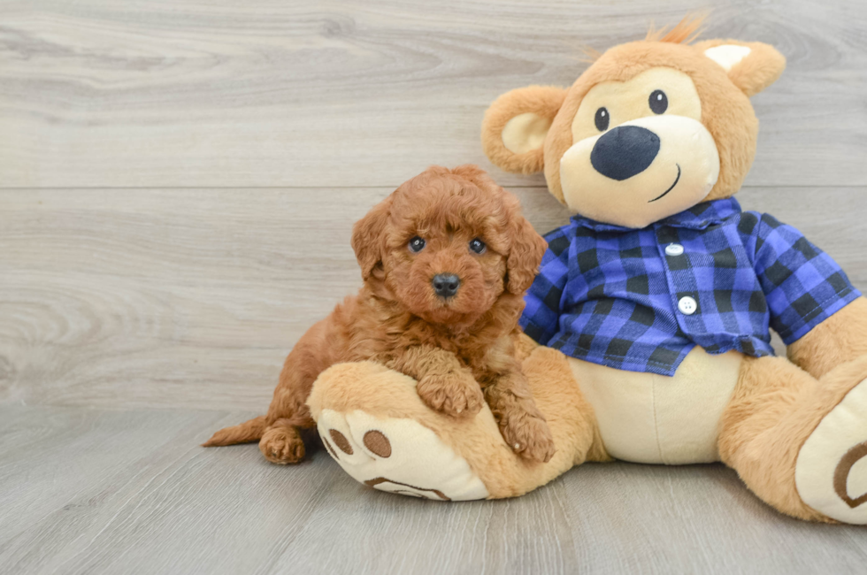 6 week old Mini Goldendoodle Puppy For Sale - Simply Southern Pups