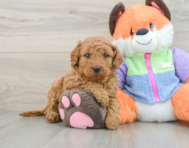 7 week old Mini Goldendoodle Puppy For Sale - Simply Southern Pups