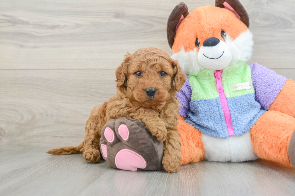 6 week old Mini Goldendoodle Puppy For Sale - Simply Southern Pups